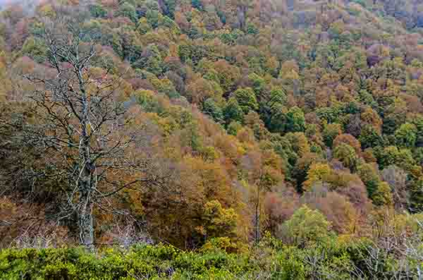 Reyno de Navarra - selva de Irati 08.jpg